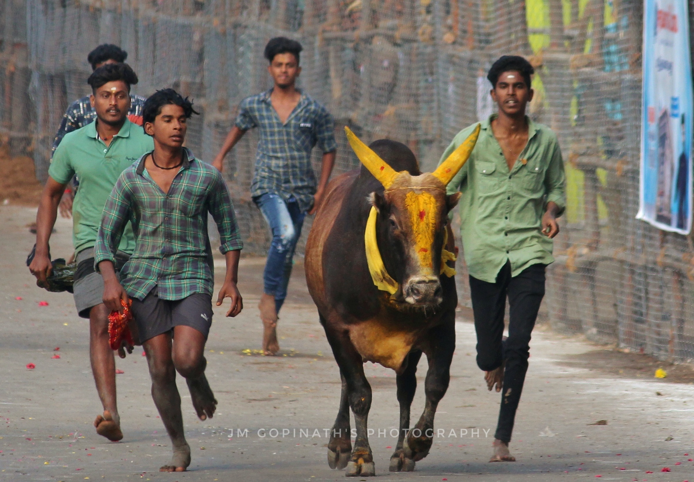Avaniyapuram Jallikattu