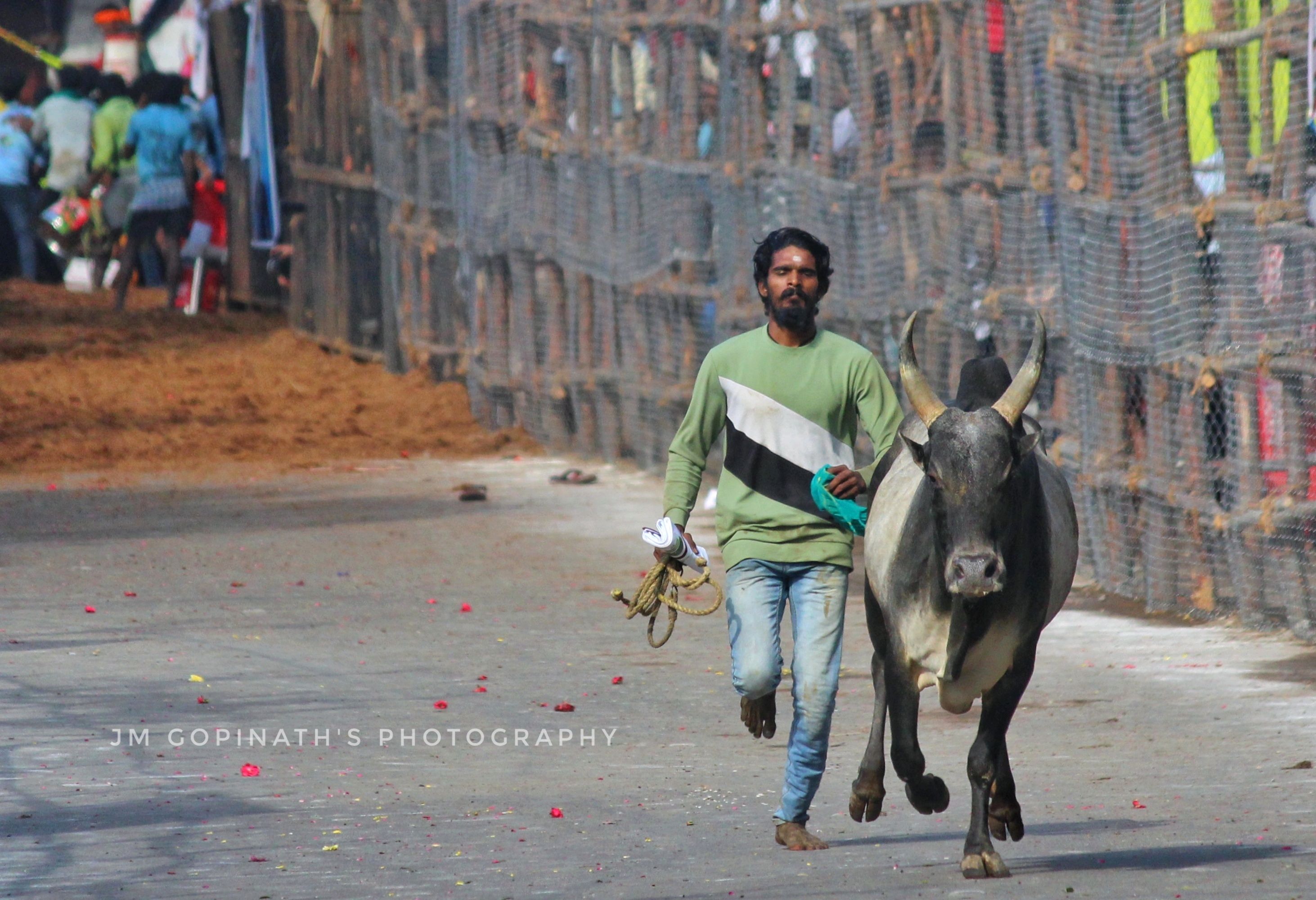 Avaniyapuram Jallikattu, Madurai