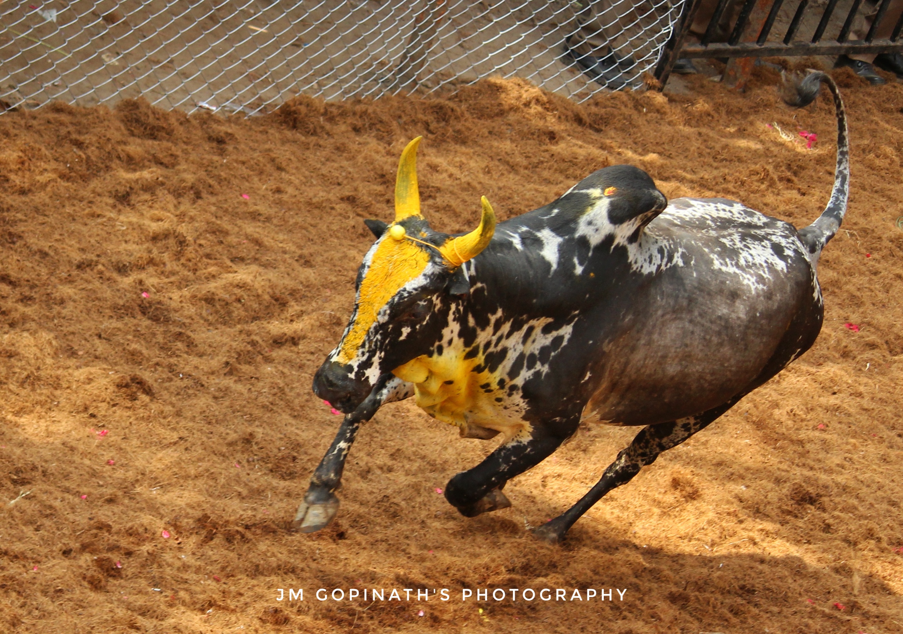Avaniyapuram Jallikattu